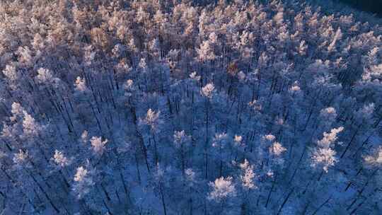 林海雪原 唯美高山雾凇