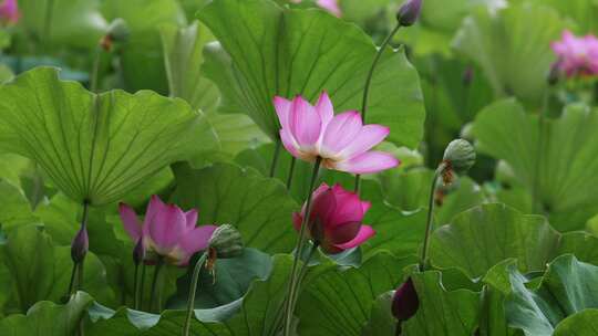 夏季公园荷花盛开唯美花瓣