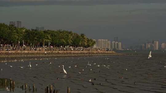 4K实拍深圳湾湿地公园海鸥候鸟栖息（升格）