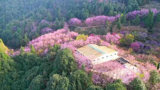 山林中被粉花环绕的房屋风景樱花