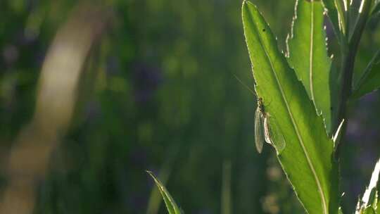 下雨被惊扰的昆虫