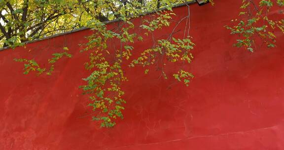 红墙绿瓦黄色树叶视频素材