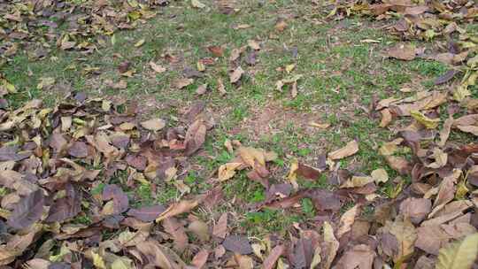 地上的落叶实拍