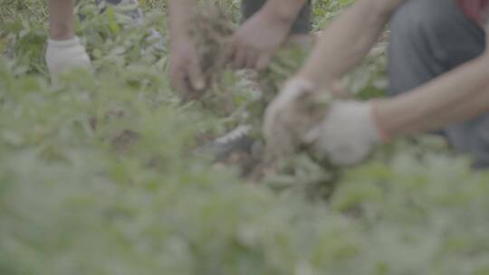 土豆种植收获土豆LOG视频素材