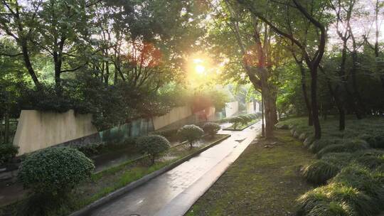 花坛种植锦熟黄杨4K航拍