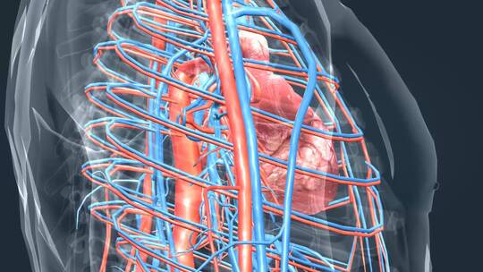 3D人体器官心脏医学动画