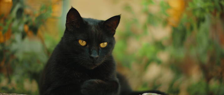 黑色的猫注视着前方