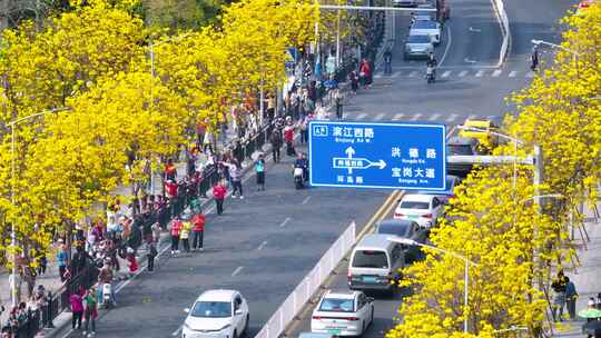 广州黄风铃花