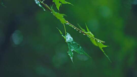 秋雨公园初秋枫叶-枫树叶雨嘀