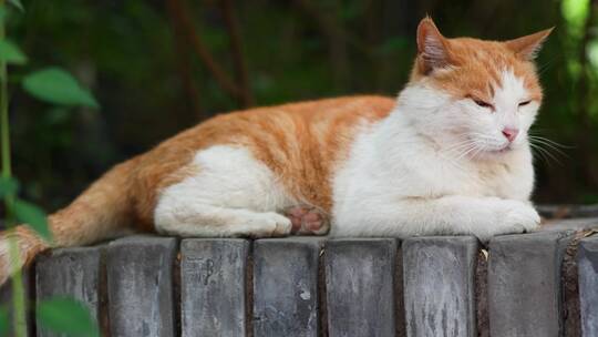 橘猫躺在窗台上休息视频素材模板下载