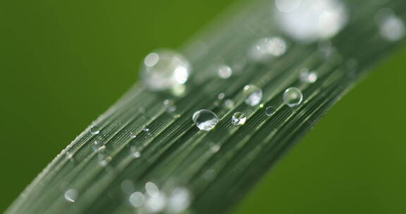 微距雨水水珠 稻苗