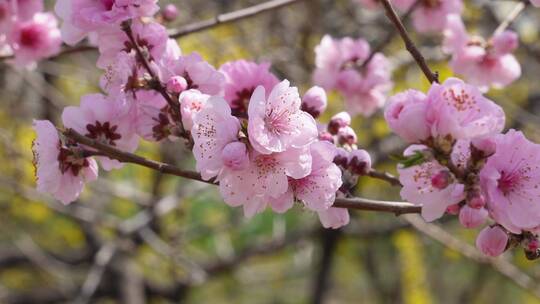 【镜头合集】植物园桃花粉色花朵鲜花