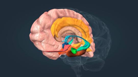 边缘系统杏仁核下丘脑海马体扣带回大脑皮层视频素材模板下载