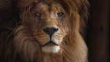 美丽的狮子特写肖像高清在线视频素材下载