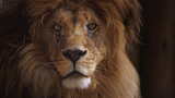 美丽的狮子特写肖像高清在线视频素材下载