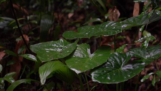 4K唯美雨景-森林景观雨滴落在植物叶片空镜