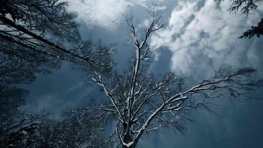 雪后森林树木景色视频素材模板下载