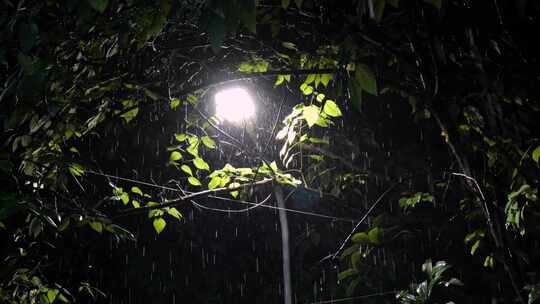 大雨的夜晚路灯树下照亮的雨丝