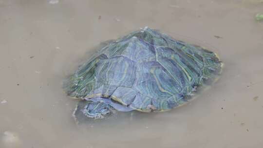 水里的一只乌龟巴西龟视频素材模板下载