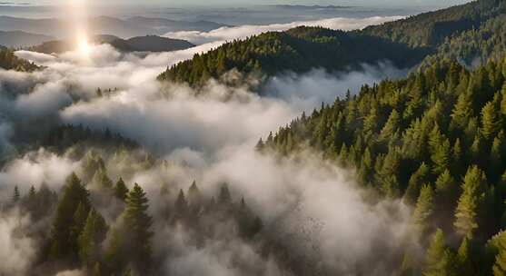 山峰云雾森林阳光树林大自然生态环境风景