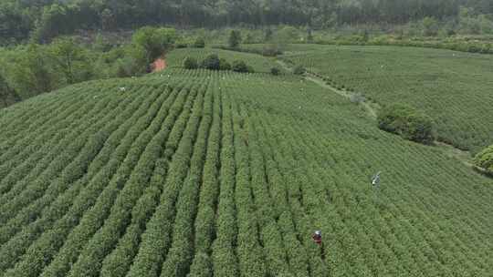 茶山茶园航拍