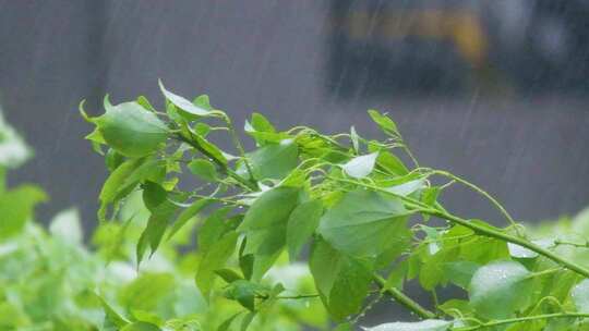 城市下暴雨下雨天雨水雨滴植物树叶子树木雨