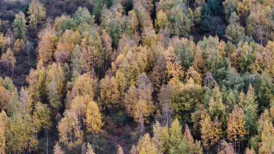 四川九寨沟彩林秋景和蓝色海子视频素材模板下载