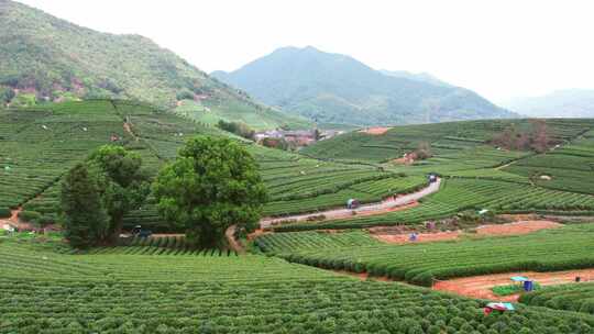 杭州龙坞西湖龙井茶园风景航拍