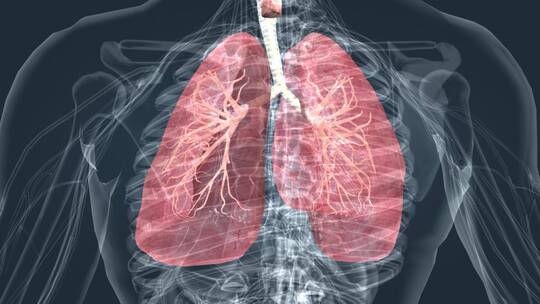 三维 动画 医学 特效 人体 透明 肺部