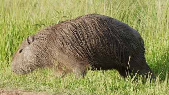 野生毛茸茸的水豚在绿色草地上吃草