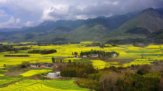 高山下的乡村金黄油菜花田