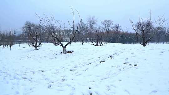 西安大明宫遗址公园大雪雪景