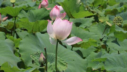 荷花、荷花池、荷叶、莲蓬