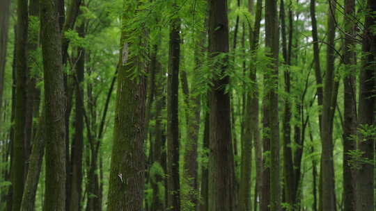 自然-树林-茂密-横移视频素材模板下载
