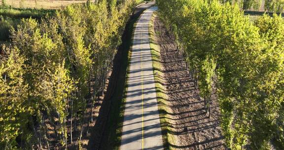 两边是白桦树的乡村道路航拍