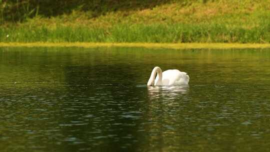 白天鹅在湖里觅食