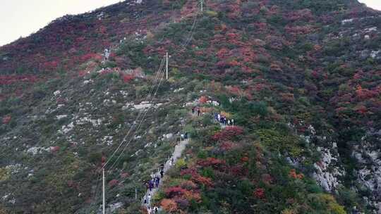 秋日红叶森林航拍满山红叶