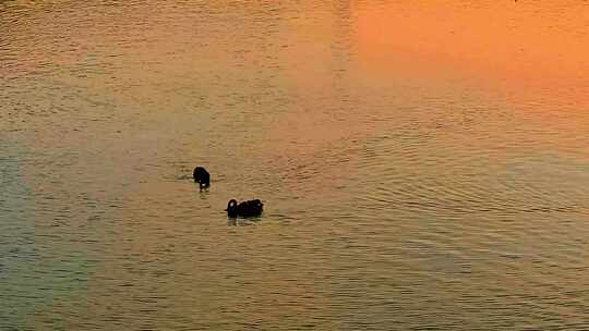 夕阳金色湖面上游动的一对黑天鹅