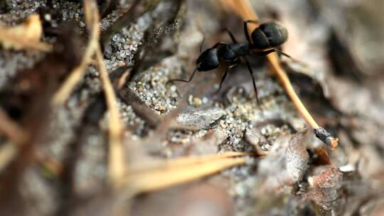 一只黑蚂蚁的特写镜头