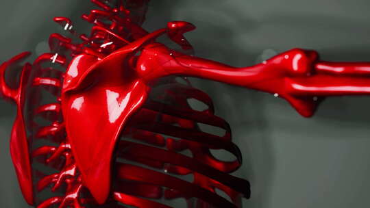 男性骨骼解剖学的3D渲染医学动画视频素材模板下载