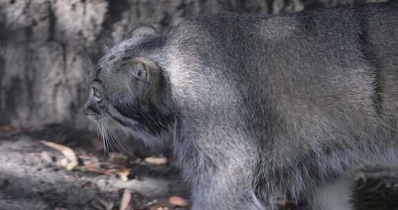 帕拉斯猫（Otocolobus manu