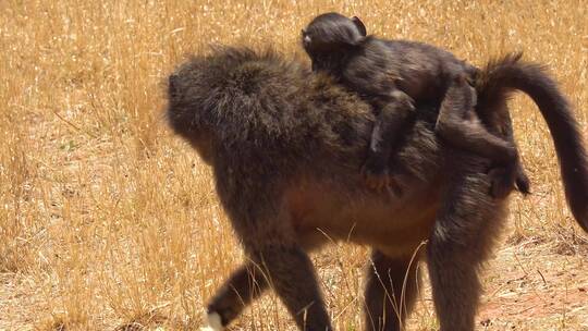 狒狒妈妈背着一只狒狒宝宝穿过田野视频素材模板下载