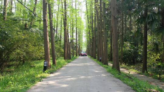 上海 崇明岛 汽车 旅拍 风景 树林