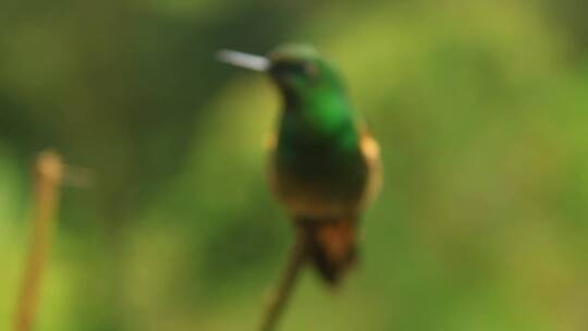 绿色蜂鸟坐在茎上的特写