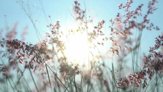 小清新鲜花阳光