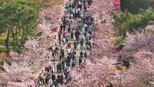 青岛中山公园樱花航拍