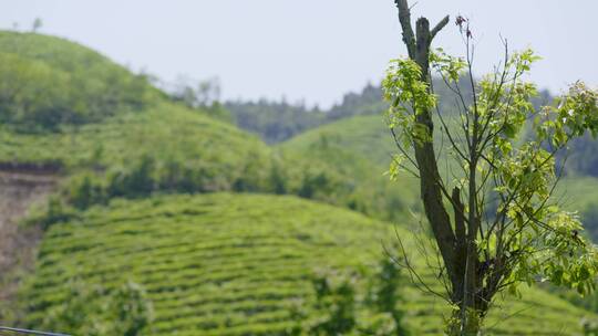 大风吹茶叶 南方茶场 茶山 茶叶 绿茶