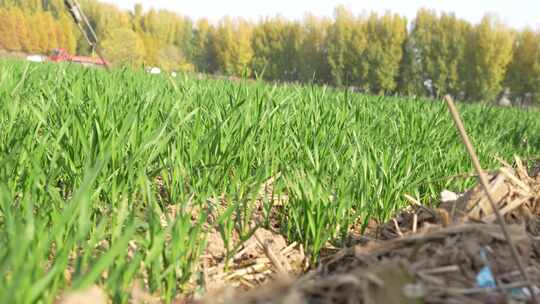 麦苗 田地 绿色 植物 农业作物 自然生态
