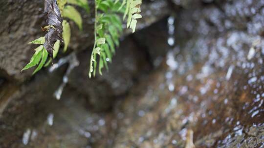 山泉小溪流水升格水流