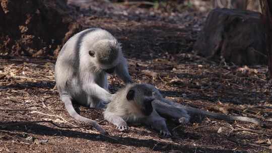 Vervet Monkey，婴儿，毛皮，